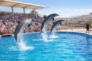 Экскурсии в Шарм-эль-Шейхе 2026 (Египет) delfinariy ekskursiya sharm el sheyh e1779580638854 1.jpg
