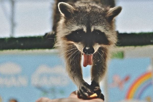 Фанранг с капибарами Нячанг 13.jpg Фанранг с капибарами Нячанг 13.jpg