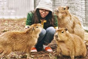 Фанранг с капибарами Нячанг 2.jpg